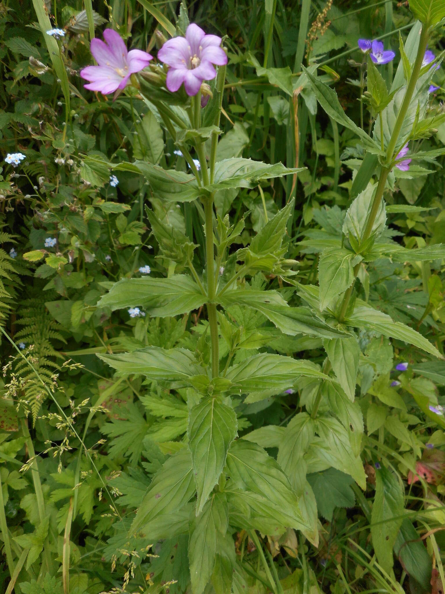 Image of alpine willowherb