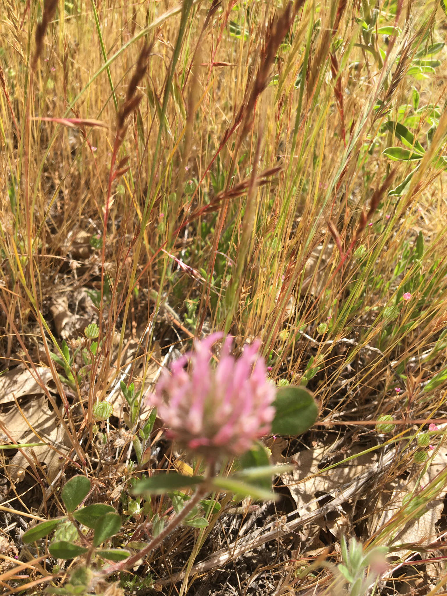 Image of rose clover