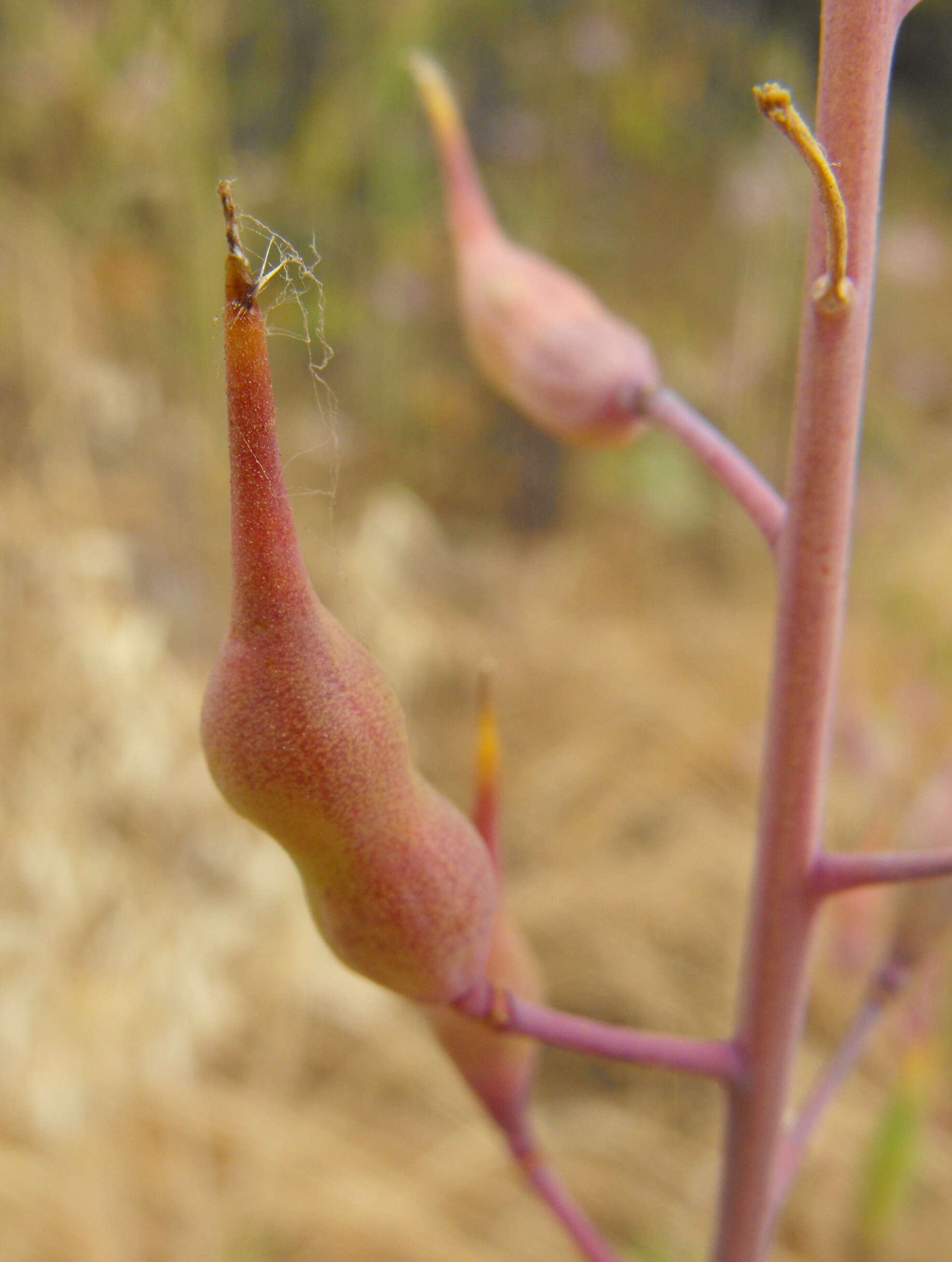 Image of cultivated radish