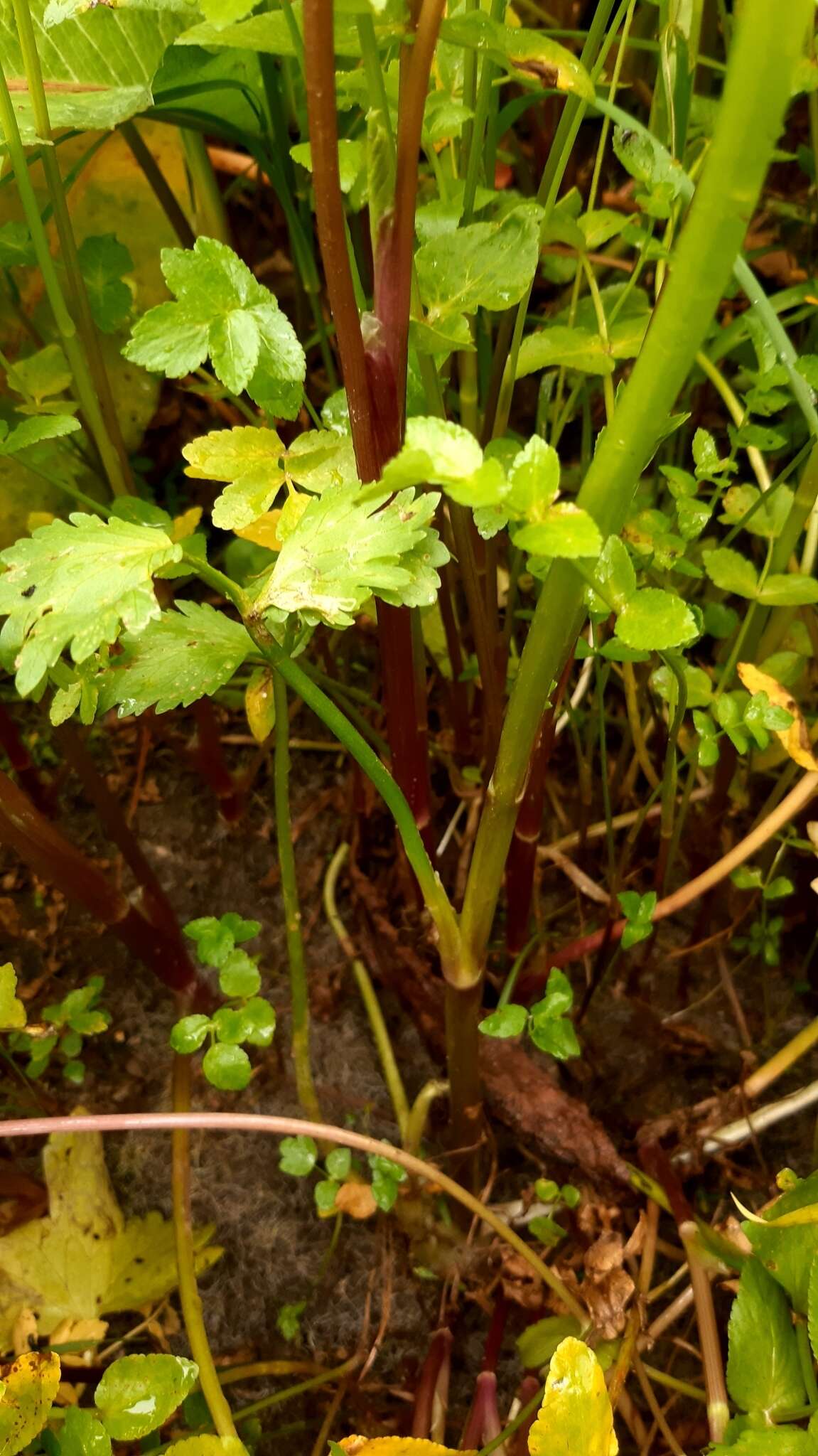 Image of threelobe buttercup