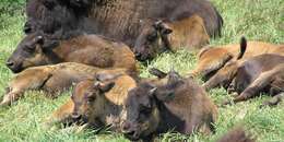 Image of American Bison