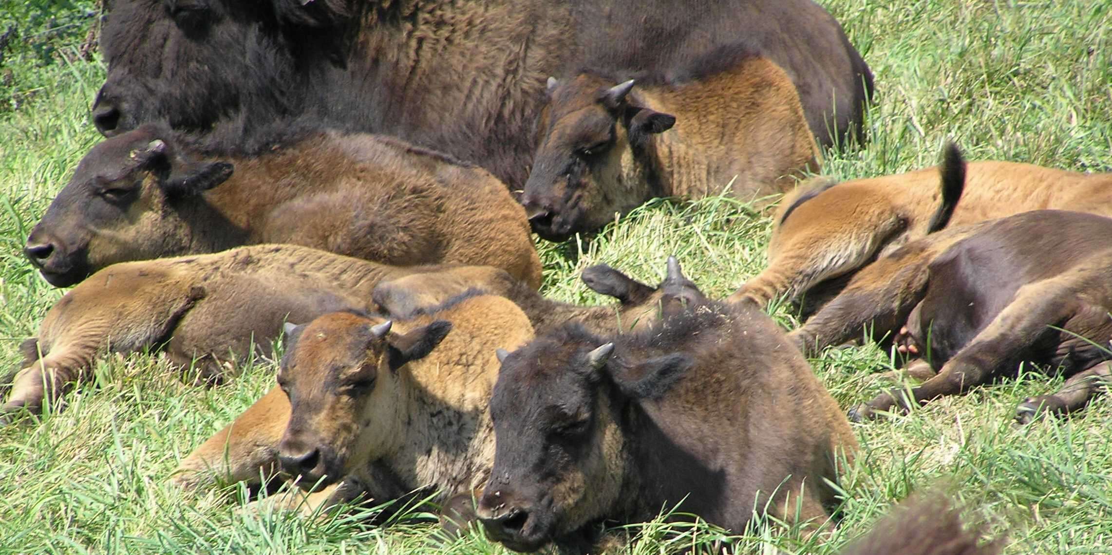 Image of American Bison