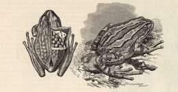 صورة Gastrotheca marsupiata (Duméril & Bibron 1841)