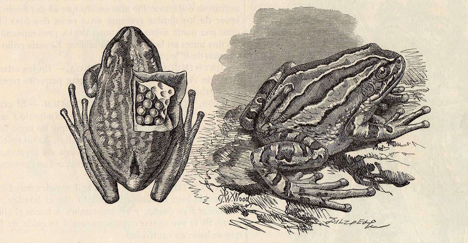 Imagem de Gastrotheca marsupiata (Duméril & Bibron 1841)