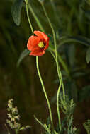 Image of Long-headed Poppy