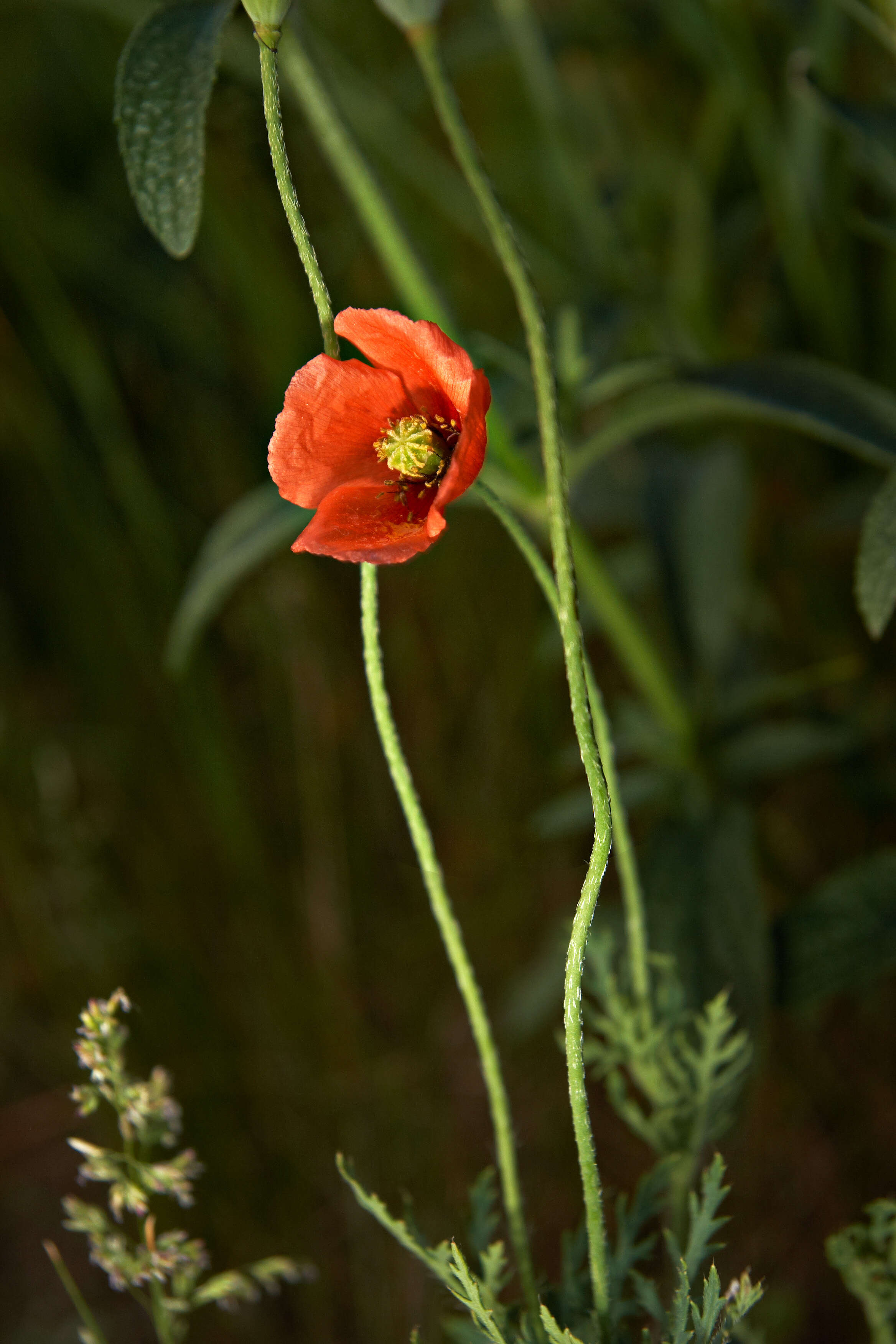 Image of Long-headed Poppy