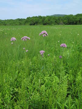 Plancia ëd Valeriana amurensis P. Smirn. ex Kom.