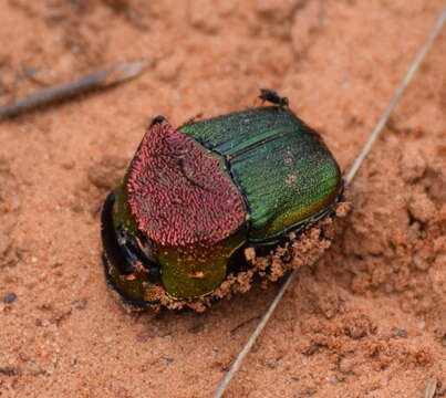 Imagem de Phanaeus (Phanaeus) vindex MacLeay 1819