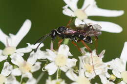 صورة Ceropales maculata (Fabricius 1775)