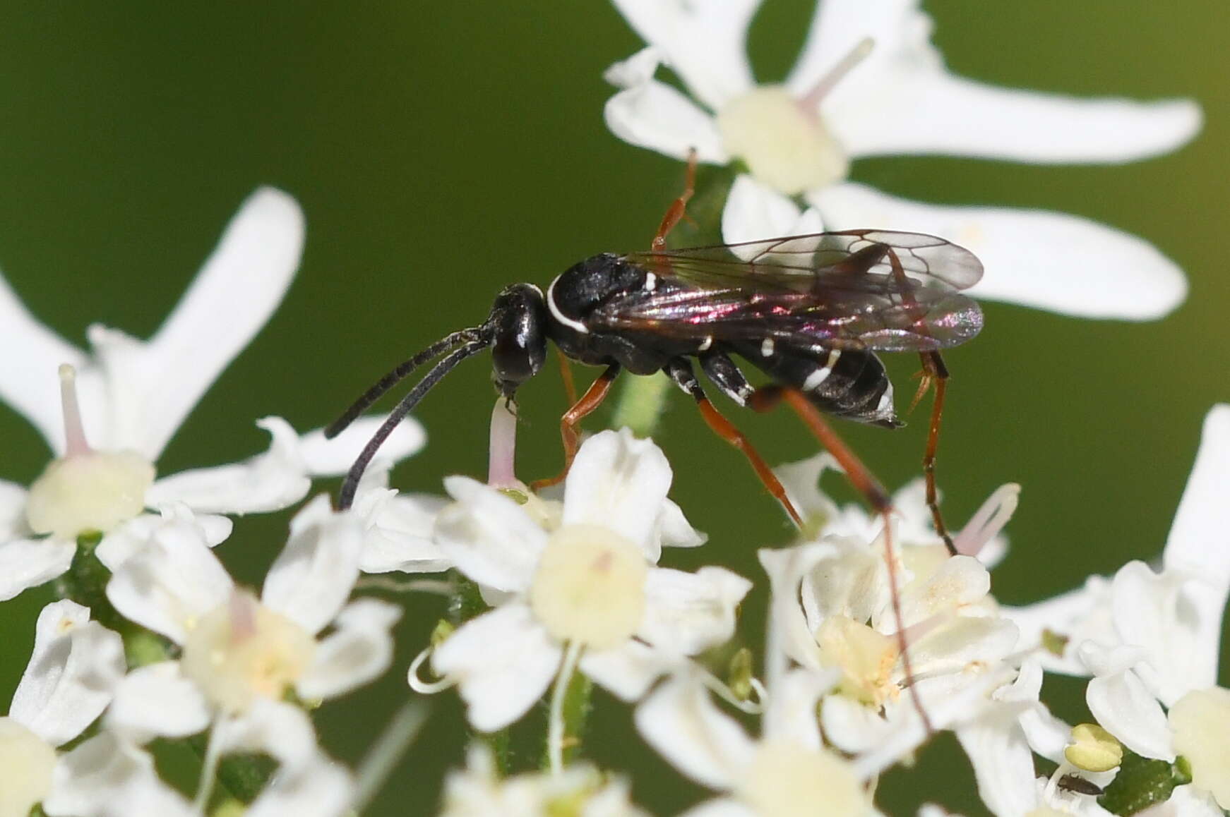 Image of Spider wasp