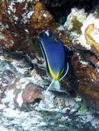 Imagem de Acanthurus japonicus (Schmidt 1931)