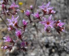 Image of fringed spineflower