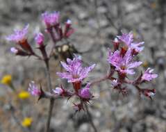 Image of fringed spineflower