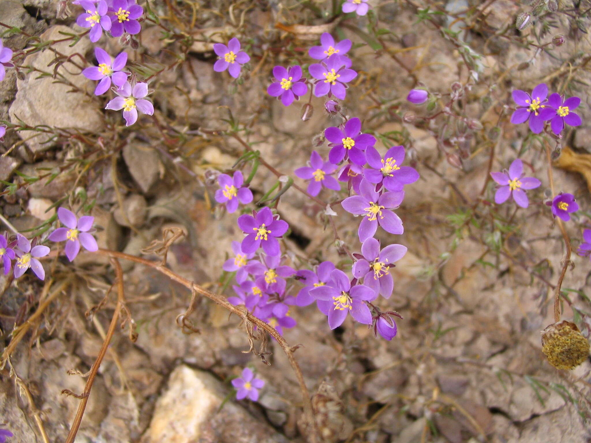 Plancia ëd Spergularia purpurea (Pers.) G. Don fil.