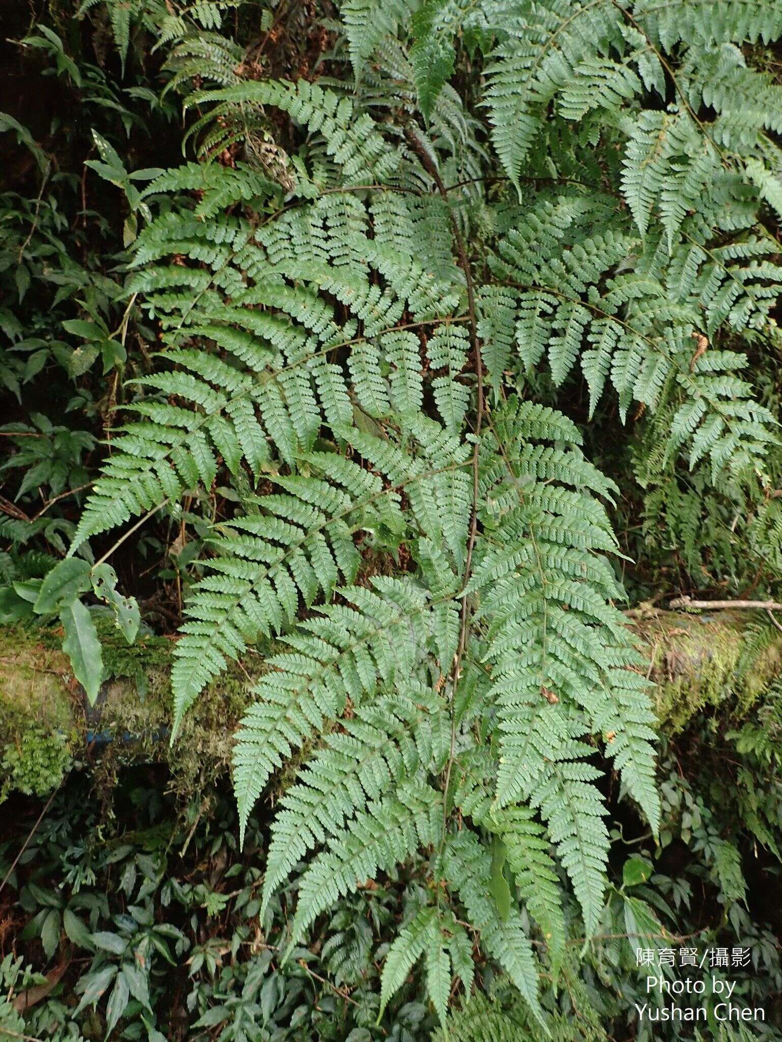 Sivun Dryopteris hendersonii (Bedd.) C. Chr. kuva