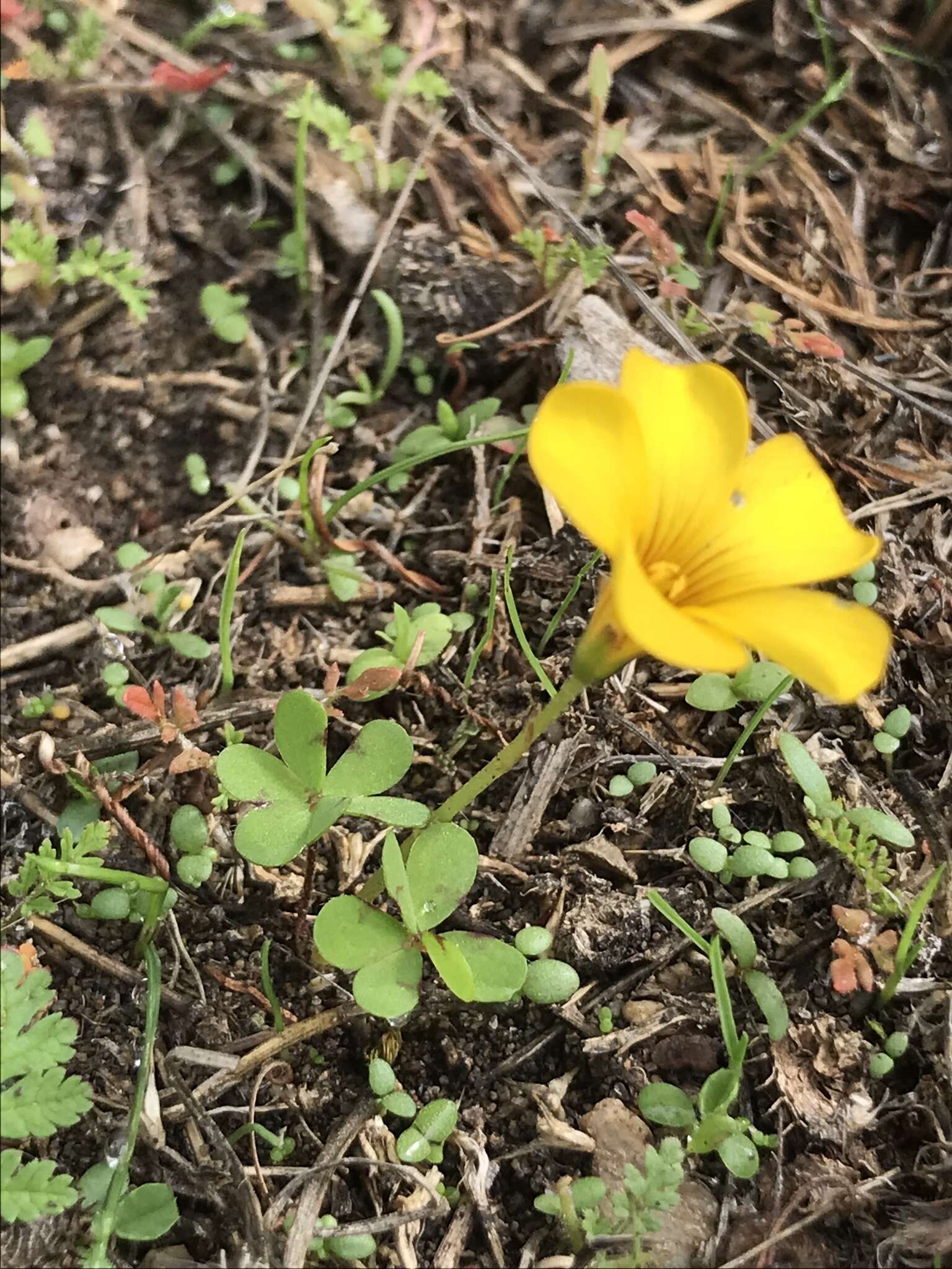 Imagem de Oxalis perdicaria (Mol.) Gunckel