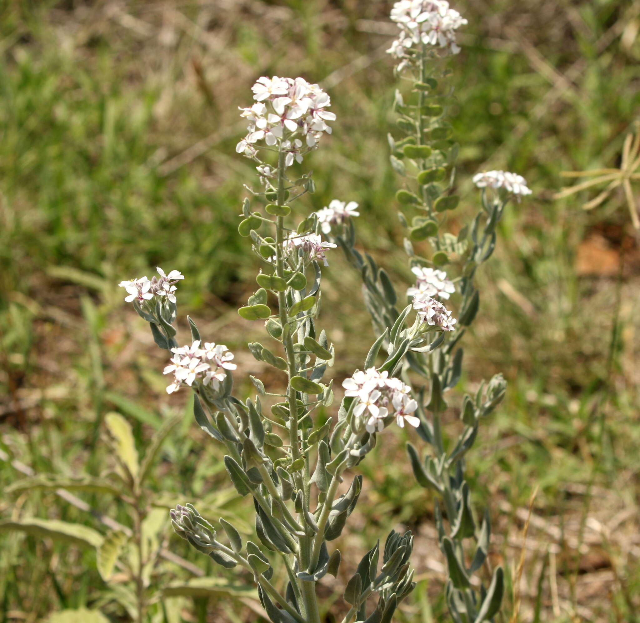 Image of Palmer's spectaclepod