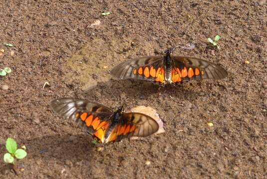 Graphium ridleyanus (White 1843) resmi