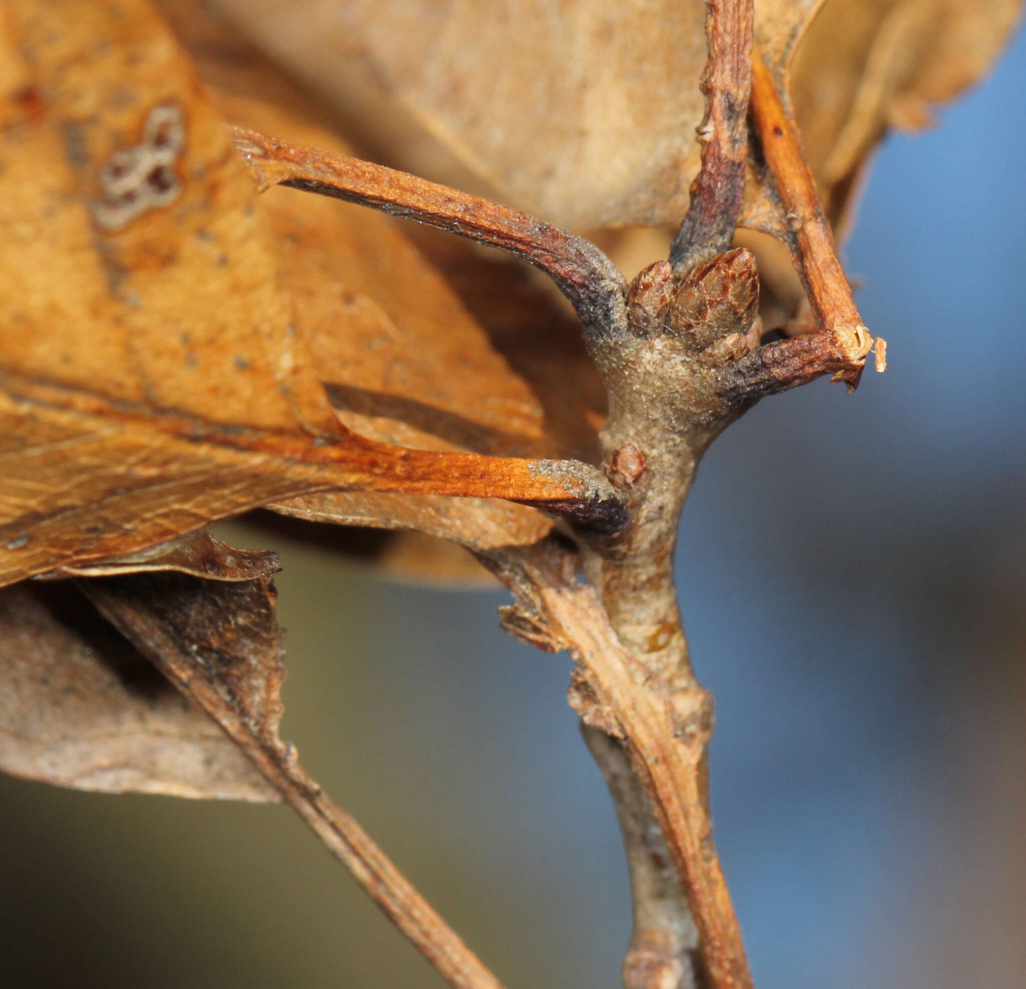 Image of Laurel Oak