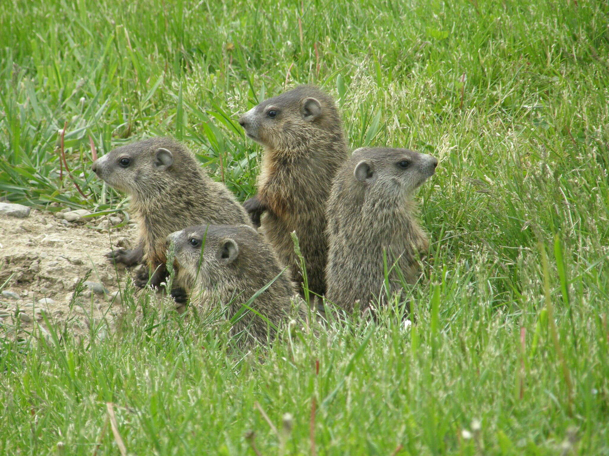 Image of Marmota subgen. Marmota Blumenbach 1779