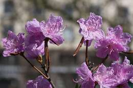 Image of rhododendron