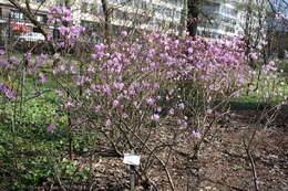 Image of rhododendron