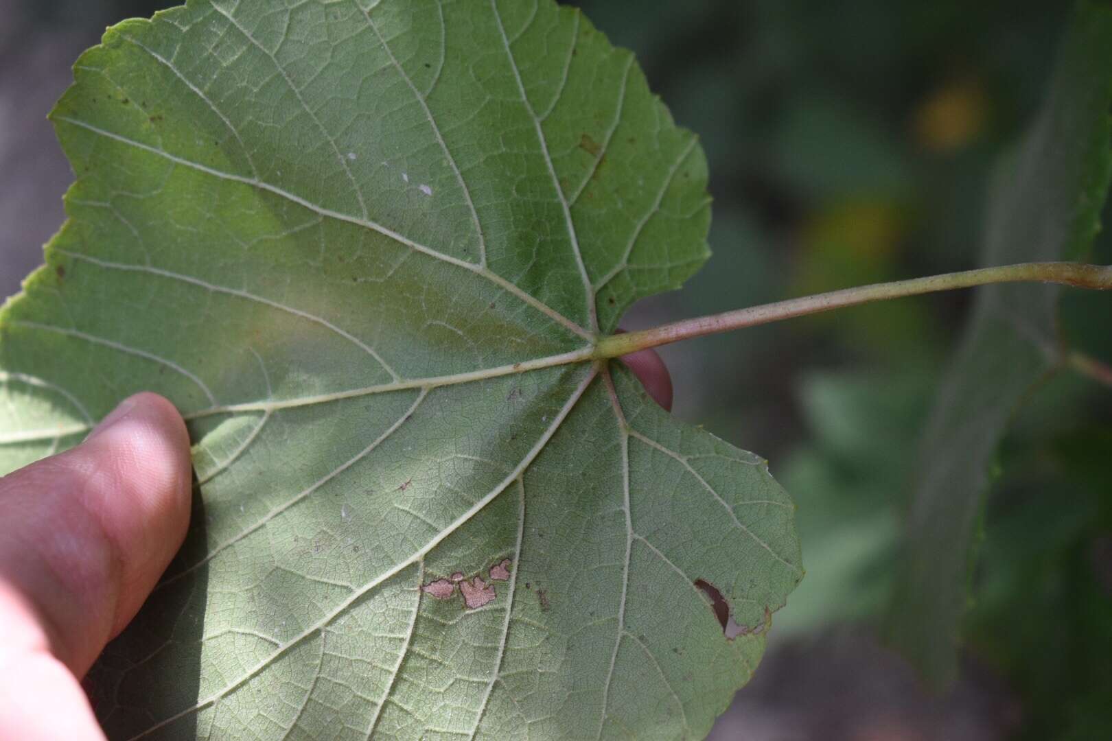 Image of autumn grape