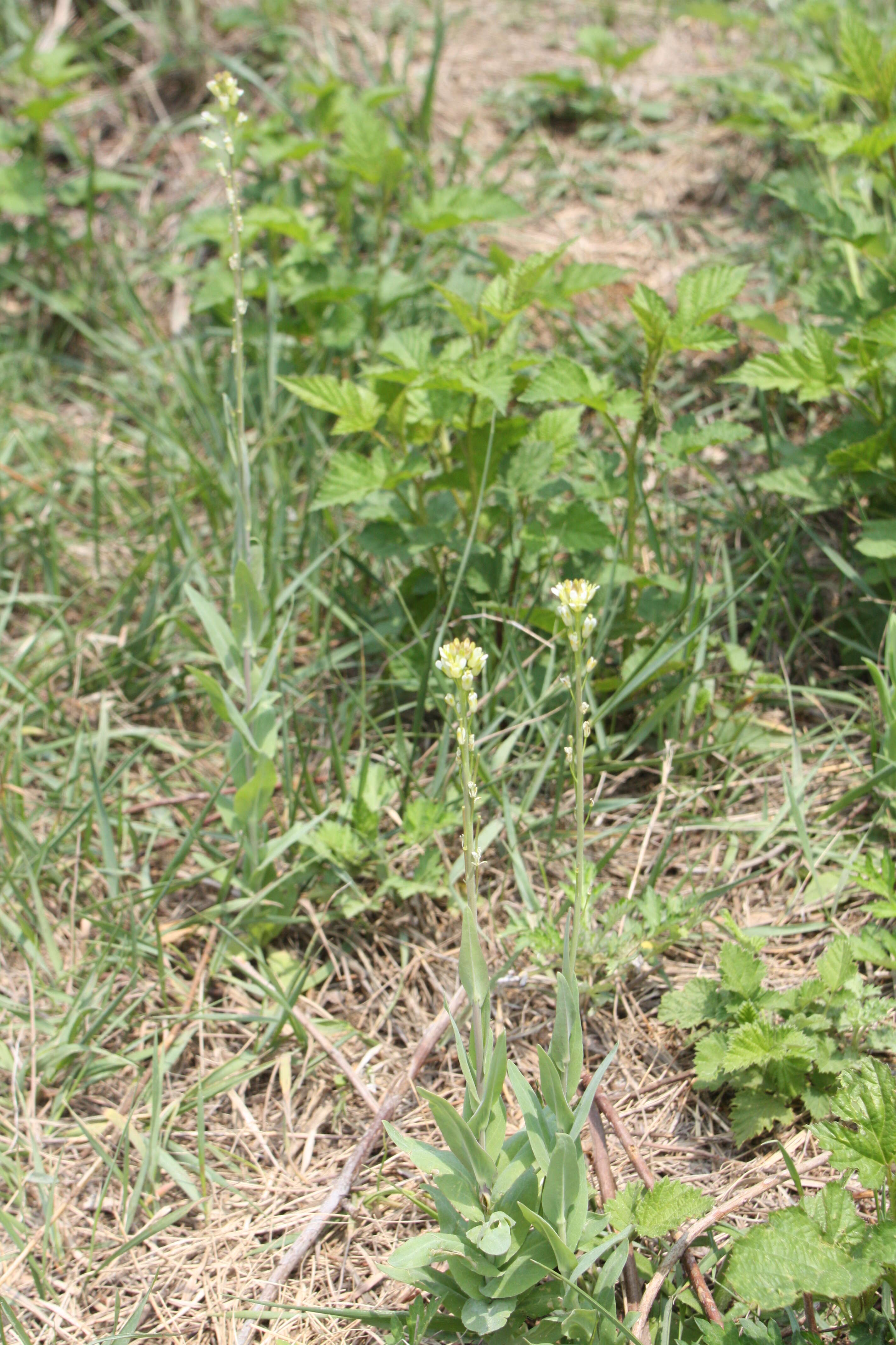 Слика од Turritis glabra L.