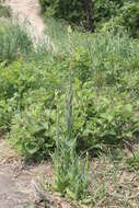 Image of Tower mustard