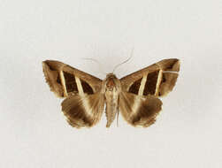 Image of Grammodes bifasciata Petag 1787