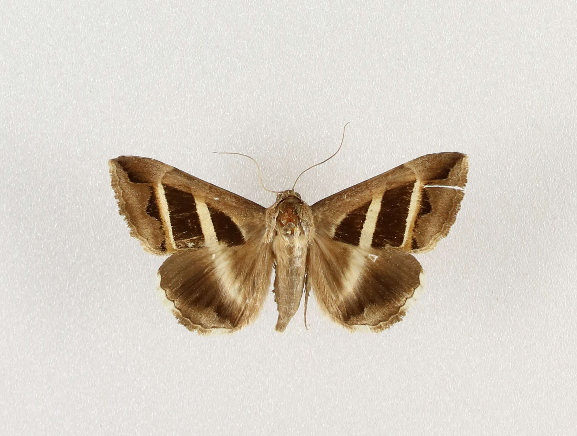 Image of Grammodes bifasciata Petag 1787