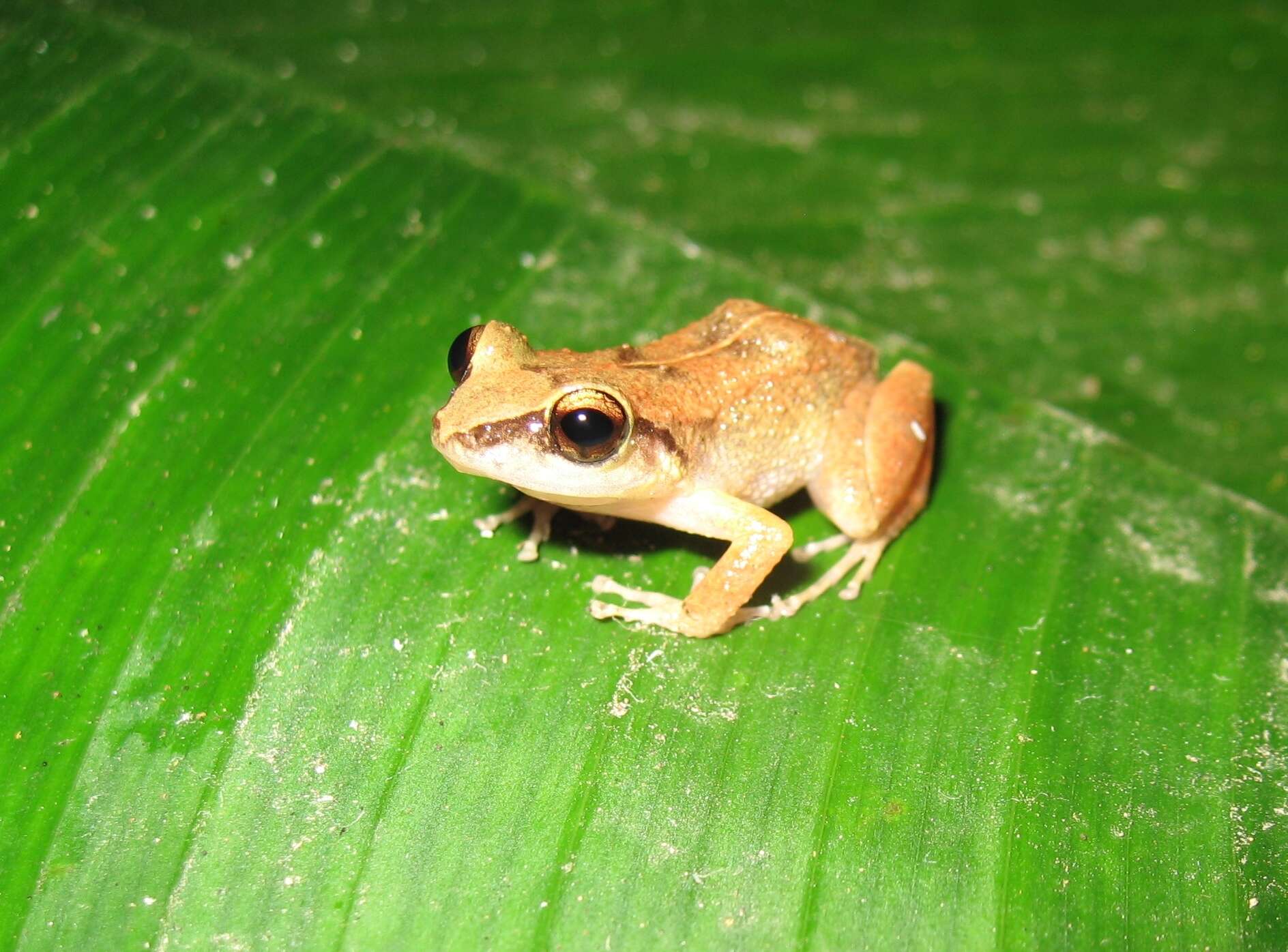 صورة Eleutherodactylus gossei Dunn 1926