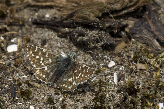 Image of Grizzled skipper