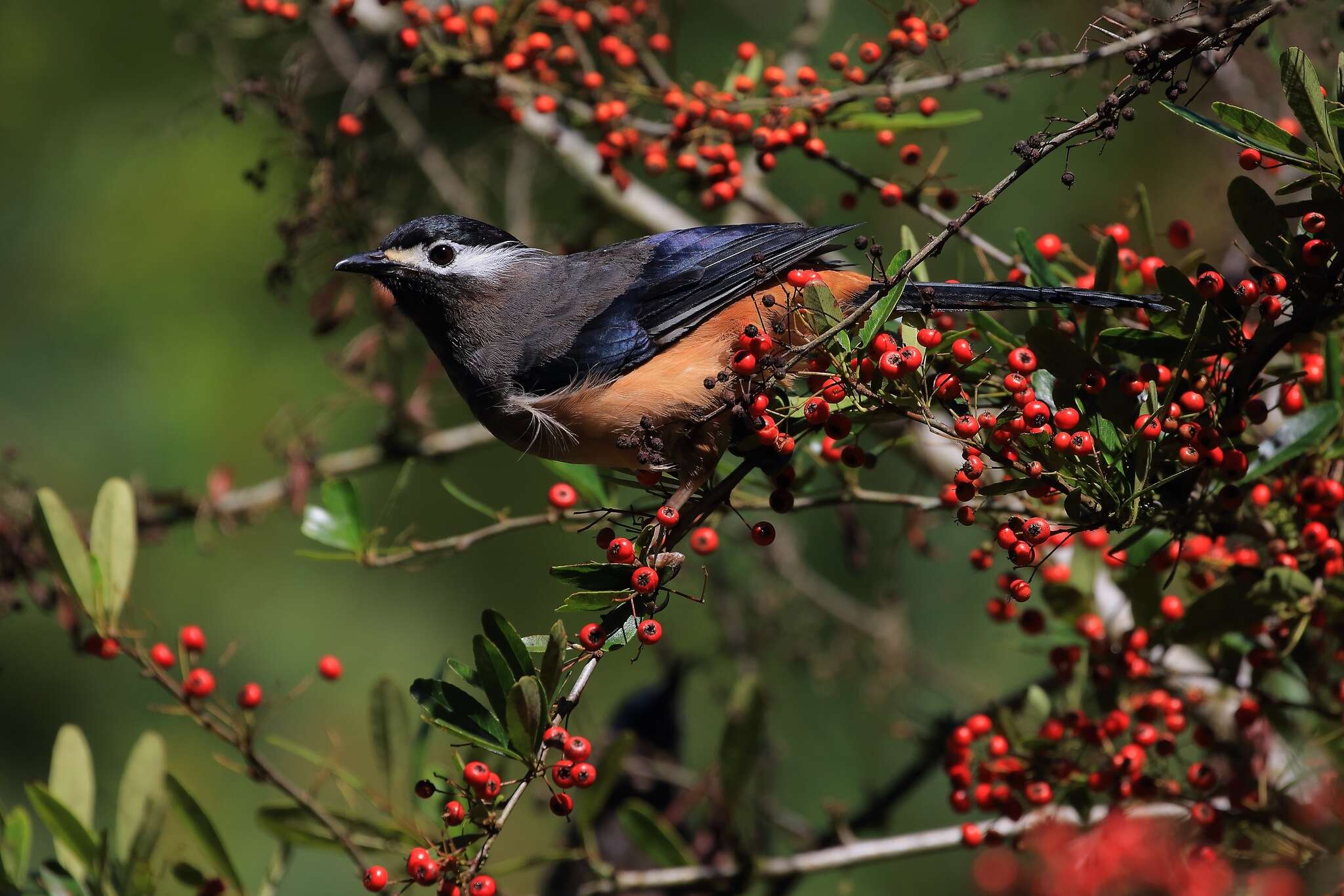 صورة Heterophasia auricularis (Swinhoe 1864)