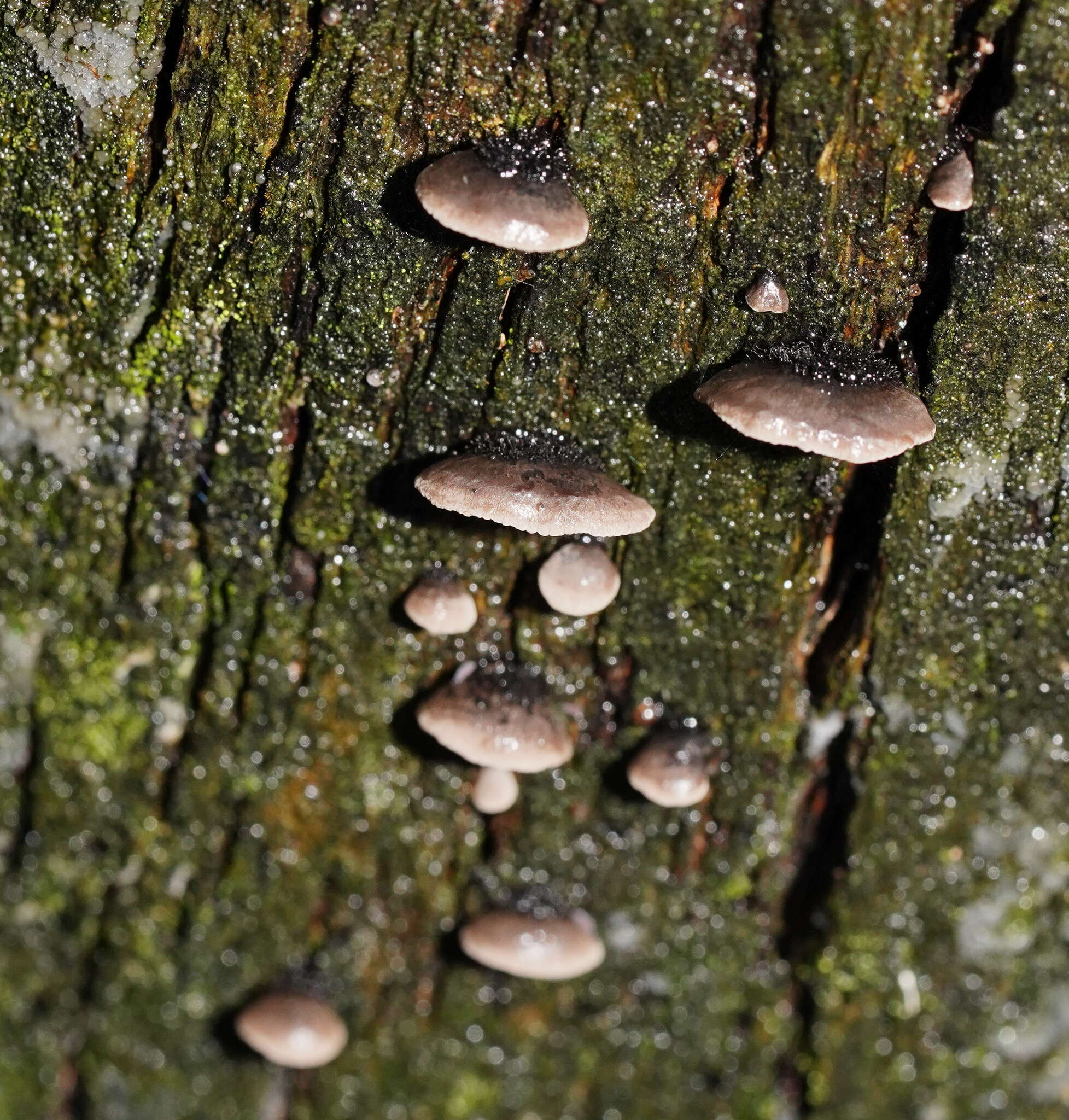 Image of Resupinatus cinerascens (Cleland) Grgur. 1997