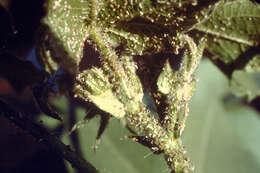 Image of Cotton aphid