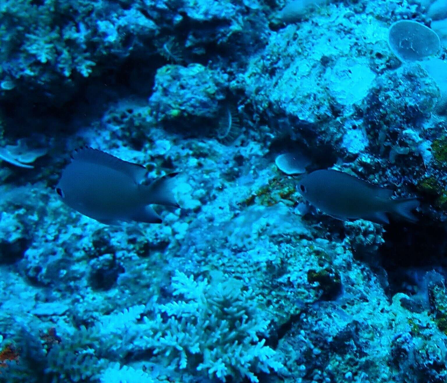 Image of Brown chromis