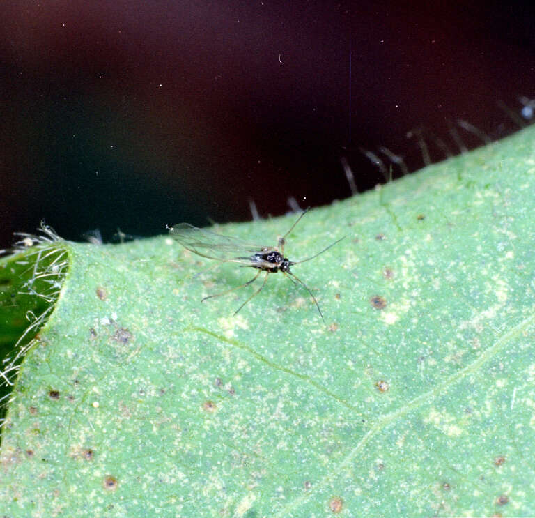 Image of Cotton aphid