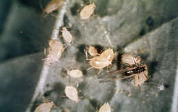 Image of Cotton aphid