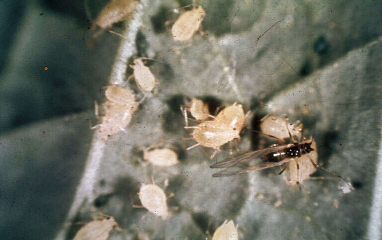 Image of Cotton aphid