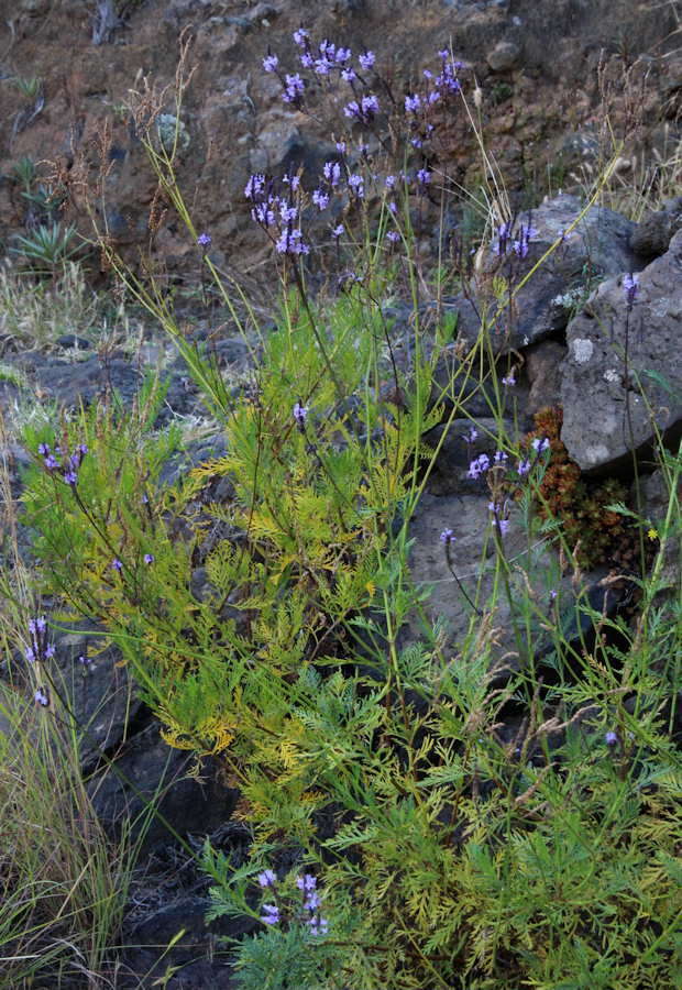 Image of Lavandula canariensis subsp. palmensis Upson & S. Andrews