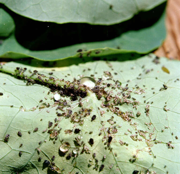 Image of Cotton aphid