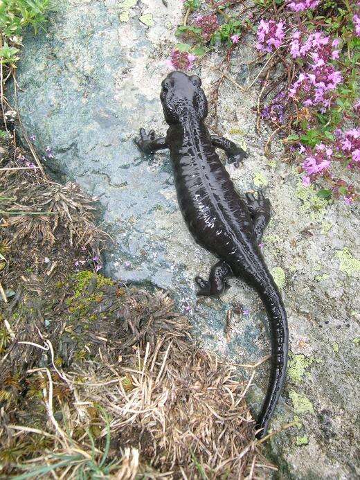 Sivun Salamandra lanzai Nascetti, Andreone, Capula & Bullini 1988 kuva