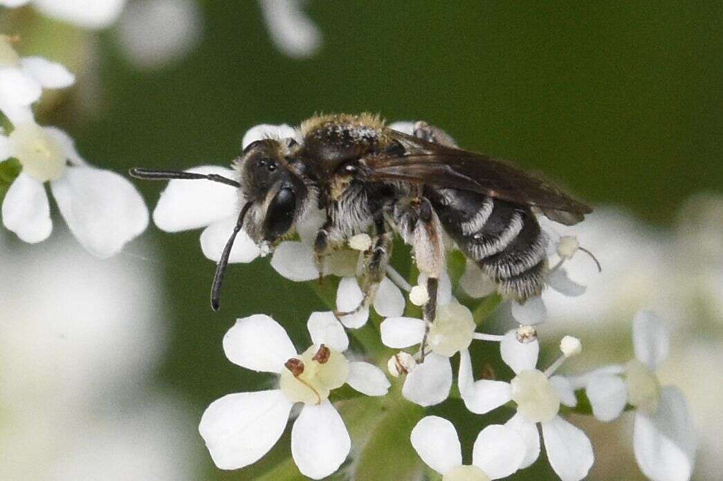 صورة Andrena coitana (Kirby 1802)