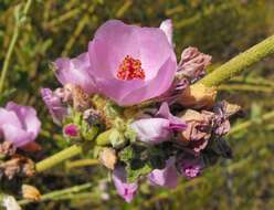 Image of Chaparral bushmallow