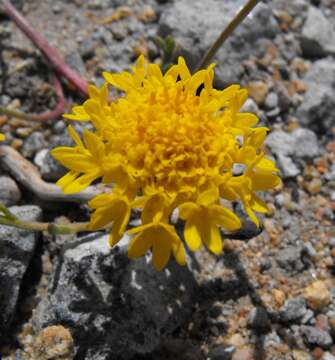 Image of yellow pincushion