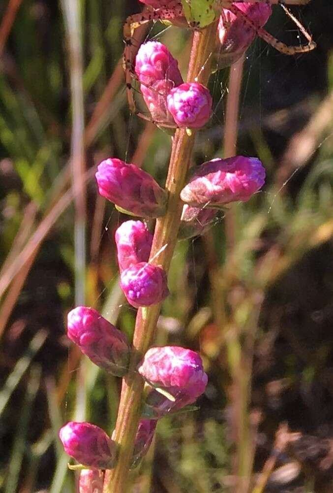 Image of dense blazing star