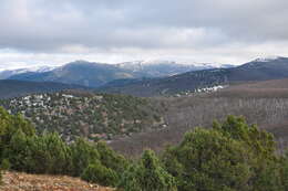 Image of Crimean Juniper