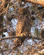 Image of Great Horned Owl