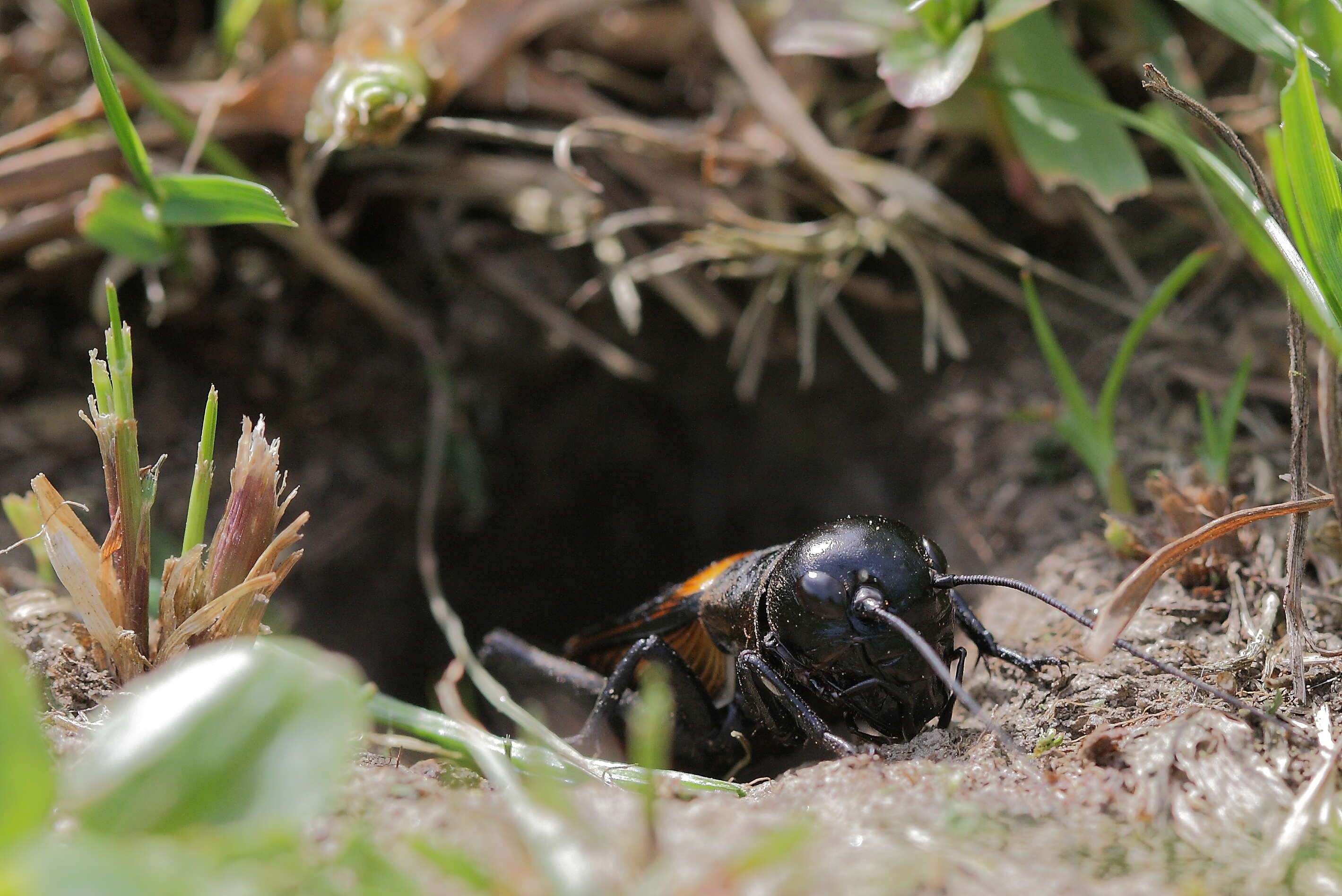 Image of Field cricket